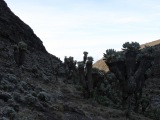 kilimanjaro_084