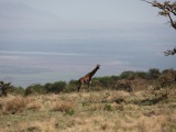 Танзания 2011. Серенгети